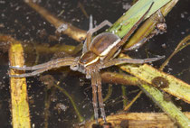 Die sehr große Gerandete Jagdspinne (Dolomedes fimbriatus) jagt über und unter Wasser. Sie kann nicht nur Libellen, sondern auch deren Larven erbeuten.