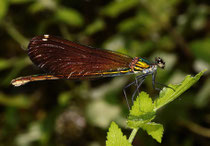 Blauflügel-Prachtlibelle, Calopteryx virgo, Weibchen.