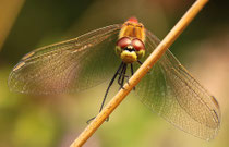 Sumpf-Heidelibelle, Sympetrum depressiusculum, erwachsenes Männchen, Frontalansicht.