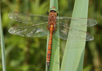 Keilfleck-Mosaikjungfer, Aeshna isoceles, erwachsenes Männchen (4).