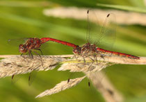 Gemeine Heidelibelle, Sympetrum vulgatum, Tandem kurz vor der Paarung.