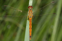 Sumpf-Heidelibelle, Sympetrum depressiusculum, junges Weibchen.