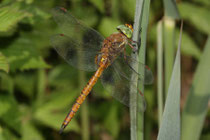 Keilfleck-Mosaikjungfer, Aeshna isoceles, erwachsenes Männchen (2).