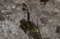 Eine Kugelspinne (Gattung: Theridiidae) schlägt ein frisch geschlüpftes Männchen der Glänzenden Samaragdlibelle (Somatochlora metallica).