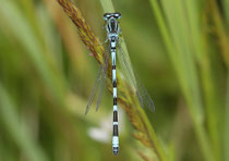 Vogel - Azurjungfer, Coenagrion ornatum, erwachsenes Männchen (2).