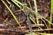 Alpen-Smaragdlibelle, Somatochlora alpestris, ruhendes Weibchen (1)