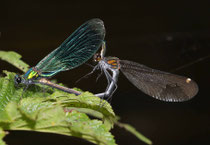 Gebänderte Prachtlibelle, Calopteryx splendens, Kopula (1).