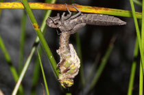 Früher Schilfjäger, Brachytron pratense, Männchen beim Schlupf (1).