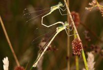 Ein Pärchen der Südlichen Binsenjungfer, Lestes barbarus, in Tandemformation (1).