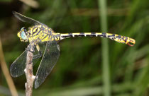 Westliche Zangenlibelle, Onychogomphus forcipatus unguiculatus, erwachsenes Männchen (2).