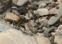 Westliche Zangenlibelle, Onychogomphus forcipatus unguiculatus, erwachsenes Männchen (3).