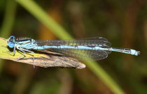 Pokal - Azurjungfer, Erythromma lindenii, erwachsenes Männchen (1).