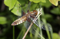 Plattbauch, Libellula depressa, reifes Weibchen.