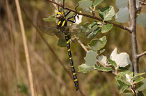 Ein junges Männchen der Zweigestreiften Quelljungfer, Cordulegaster boltonii, nach dem Jungfernflug (1).