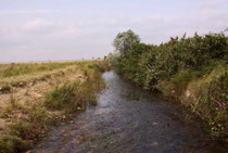 Südliche Azurjungfer, Coenagrion caerulescens, Lebensraum (2).