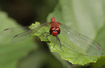 Blutrote Heidelibelle, Sympetrum sanguineum, erwachsenes Männchen (1).