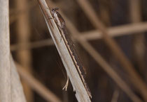 Gemeine Winterlibelle, Sympecma fusca, Männchen.