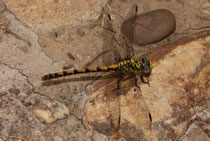 Westliche Zangenlibelle, Onychogomphus forcipatus unguiculatus, erwachsenes Weibchen (3).