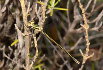 Kleine Binsenjungfer, Lestes virens, junges Weibchen.