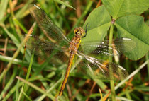 Ein frisch geschlüpftes Weibchen der Gebänderten Heidelibelle, Sympetrum pedemontanum.