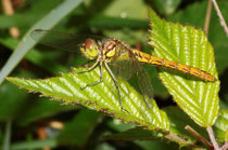 Gemeine Heidelibelle, Sympetrum vulgatum, junges Weibchen.