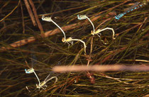 Weiße Federlibelle, Platycnemis latipes, Eiablage (2).