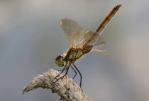 Sumpf-Heidelibelle, Sympetrum depressiusculum, Weibchen in der Obeliskstellung.