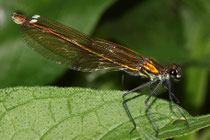 Gebänderte Prachtlibelle, Calopteryx splendens, erwachsenes Weibchen (2).