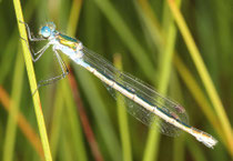 Gemeine Binsenjungfer, Lestes sponsa, erwachsenes, andochromes Weibchen.