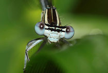 Ein fast ausgefärbtes Männchen der Blauen Federlibelle, Platycnemis pennipes.