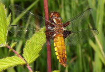 Plattbauch, Libellula depressa, relativ junges Weibchen.