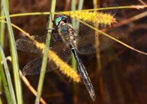 Alpen-Smaragdlibelle, Somatochlora alpestris, erwachsenes Männchen (3)