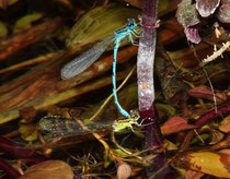 Helm - Azurjungfer, Coenagrion mercuriale, Eiablage in Tandemformation.