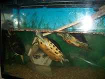 Mes 3 tortues dans leur aquarium