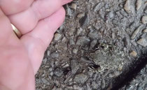Kleiner als der Kleine Finger - junge Wechselkröte rechts unten (Foto: Gebhrd Edner)