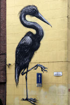 Roa