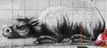 Roa