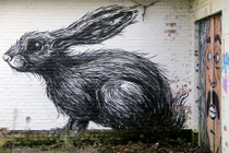 Roa