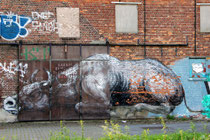 Roa