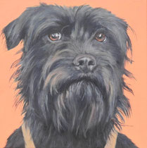 Mike, Schnauzer Portrait 40*40 cm