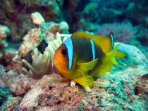 Rotmeer-Anemonenfisch (Amphiprion bicinctus) 