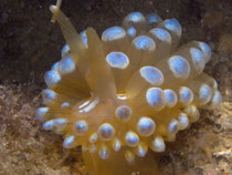 Gestreifte Dickkolbenschnecke (Janolus cristatus), Insel Prvic, Kroatie
