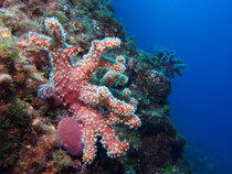 Gr. Meerhand, Insel Prvic bei Krk, Kroatien