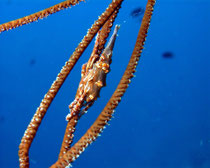 Gorgonien-Spinnenkrabbe ( Xenocarcinus tuberculatus ), Koh Tao, Thailand