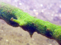 Süßwasserschwamm (spongilla lacustris)