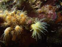 Gelbe Steinkoralle m. Gelbe Krustenanemonen, Insel Prvic, Kroatien