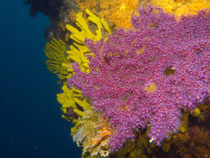 Farbwechselnde Gorgonie, Insel Prvic, Kroatien