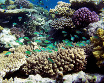 Marsa Alam, Ägypten
