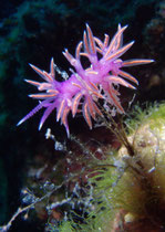 Violette Flabellina, Kroatien