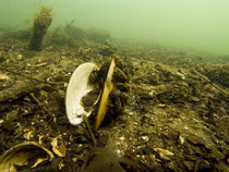 Gemeine Teichmuschel o. Schwanenmuschel (anodonta cygnea) mit Dreikantmuscheln o. Wandermuschel (Dreissena polymorpha)